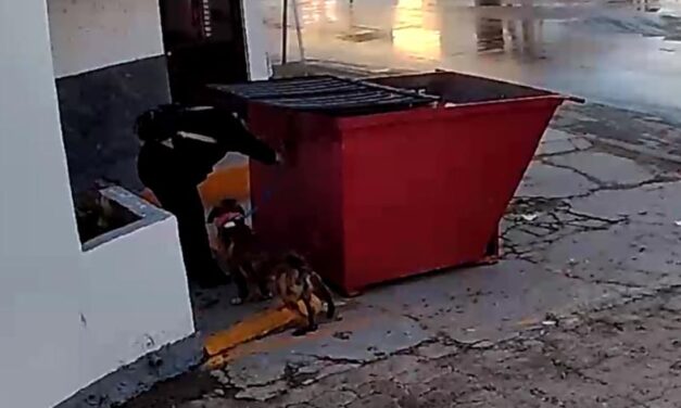 Dejan amarrado a perrito de un contenedor al exterior de Bienestar Animal