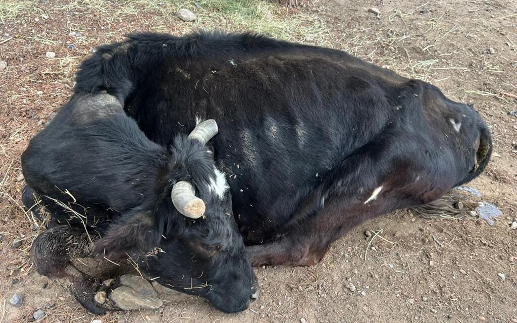 Muere la vaca rescatada del Lienzo Charro