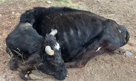 Muere la vaca rescatada del Lienzo Charro
