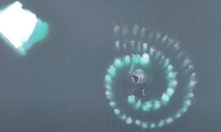 Ballenas jorobadas forman impresionante espiral de Fibonacci