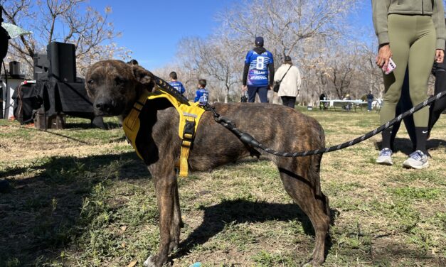 Jóvenes pasean a perritos del RAMM