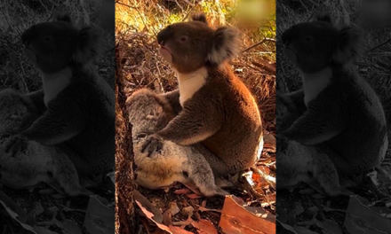 Sufre Koala por muerte de su compañera