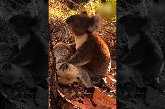 Sufre Koala por muerte de su compañera