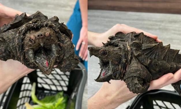 Rescatan a espeluznante tortuga caimán en un lago de Inglaterra