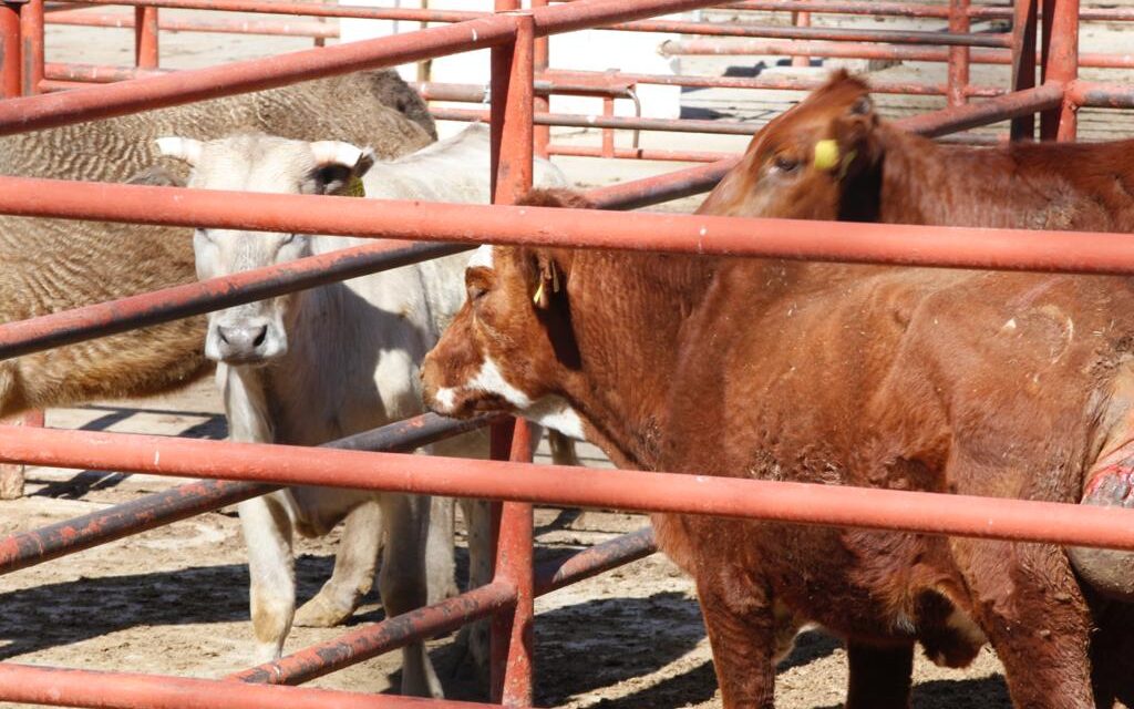 Introductores de carne sacrificaron 1,780 animales en febrero