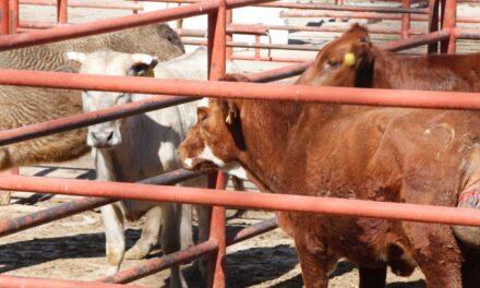 Introductores de carne sacrificaron 1,780 animales en febrero