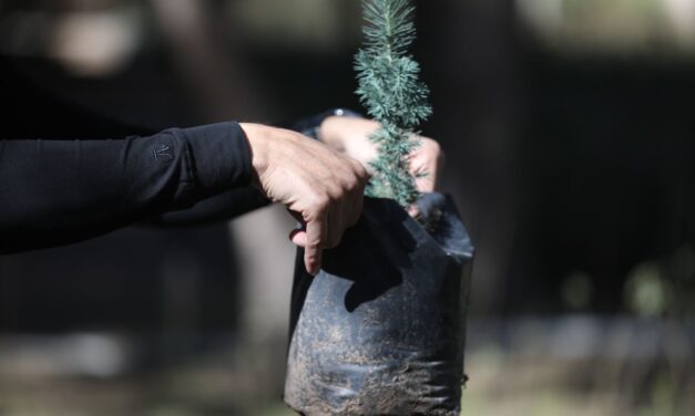 Producen 13 mil árboles en un año en el vivero de El Chamizal