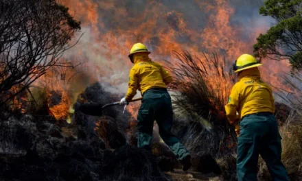 Dejan incendios forestales cuatro personas sin vida