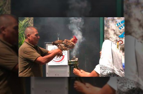 Sacrifican gallina en el senado (video)