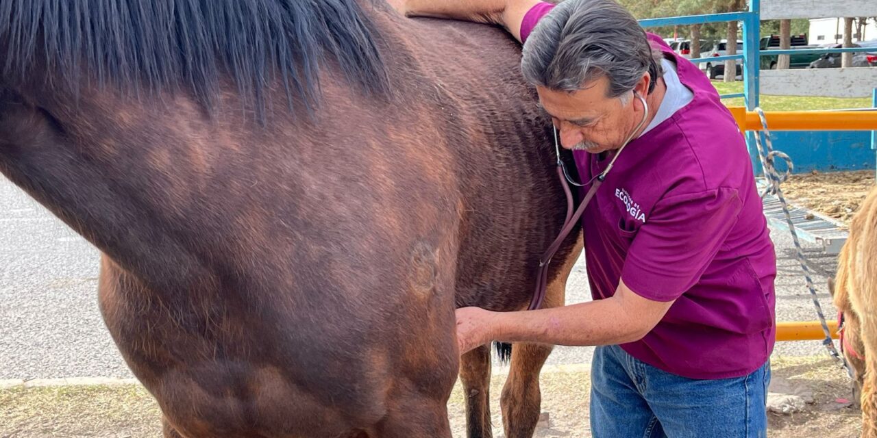 Revisan caballos que son rentados en el parque El Chamizal para detección de garrapata