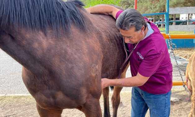 Revisan caballos que son rentados en el parque El Chamizal para detección de garrapata