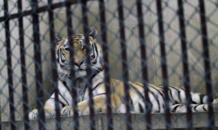 Preocupa tigre de Bengala en malas condiciones en zoológico (video)