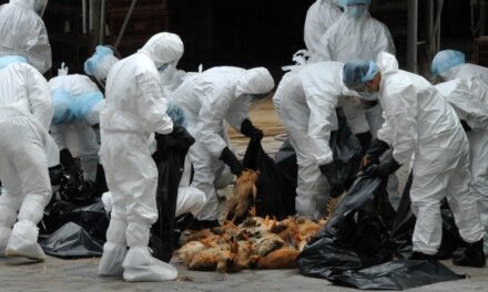 Surge preocupación por gripe aviar en Texas
