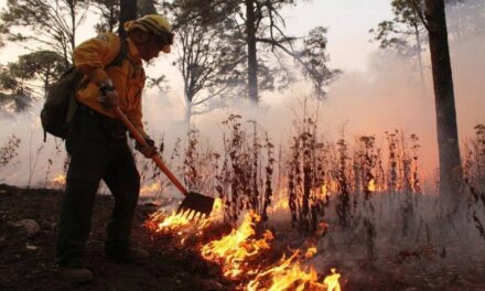 Incendios forestales han consumido 7 mil 087 hectáreas de superficie en la Sierra de Chihuahua