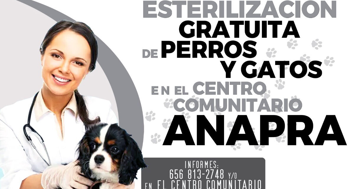 Realizarán esterilización masiva de mascotas en Anapra