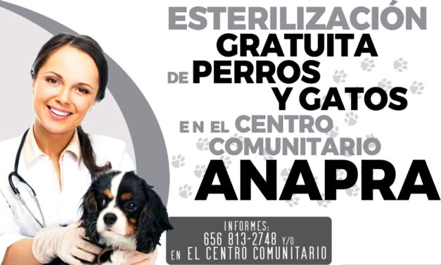 Realizarán esterilización masiva de mascotas en Anapra