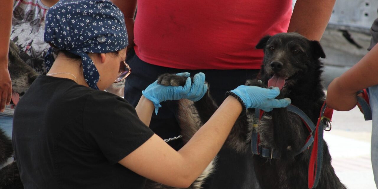 Esterilización masiva de mascotas en el kilómetro 20