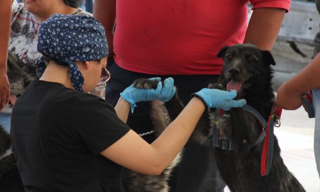 Esterilización masiva de mascotas en el kilómetro 20