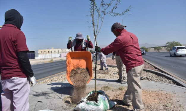 Plantó Parques y Jardines 35 árboles en el bulevar Juan Pablo II