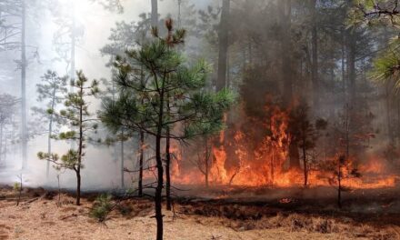 Sólo con rastrillos, brigadistas luchan contra incendios forestales en Guachochi