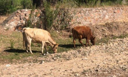 Pega sequía extrema a más de dos mil productores del distrito Parral