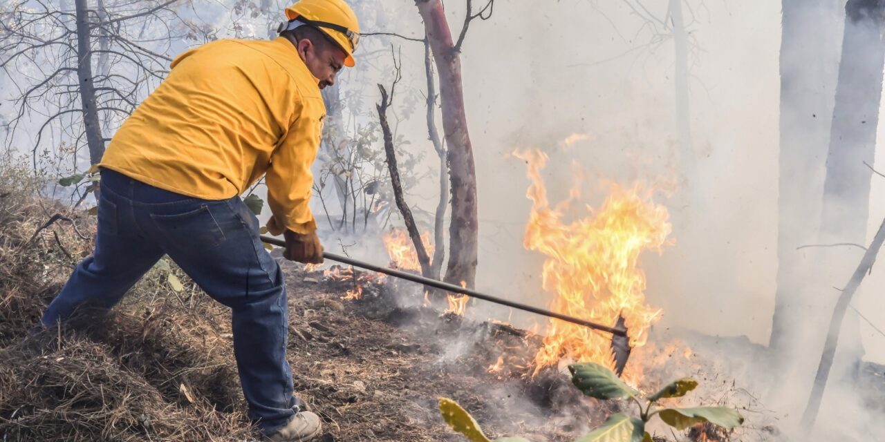 Suman 68 mil hectáreas afectadas por incendios forestales en el estado