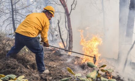 Suman 68 mil hectáreas afectadas por incendios forestales en el estado
