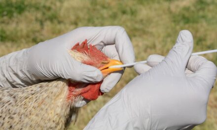 SSA confirma primera muerte por gripe aviar en México; descarta riesgo para la población