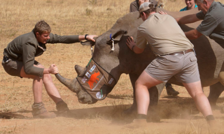 Inyectan material radiactivo a rinocerontes en un intento por frenar la caza furtiva