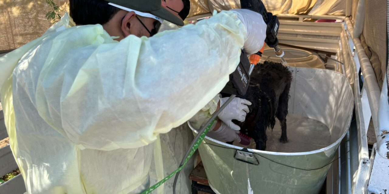 Baña Ecología a perritos contra garrapatas en el Centro Comunitario Bertha Chiu