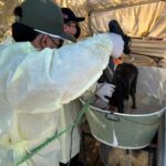 Baña Ecología a perritos contra garrapatas en el Centro Comunitario Bertha Chiu