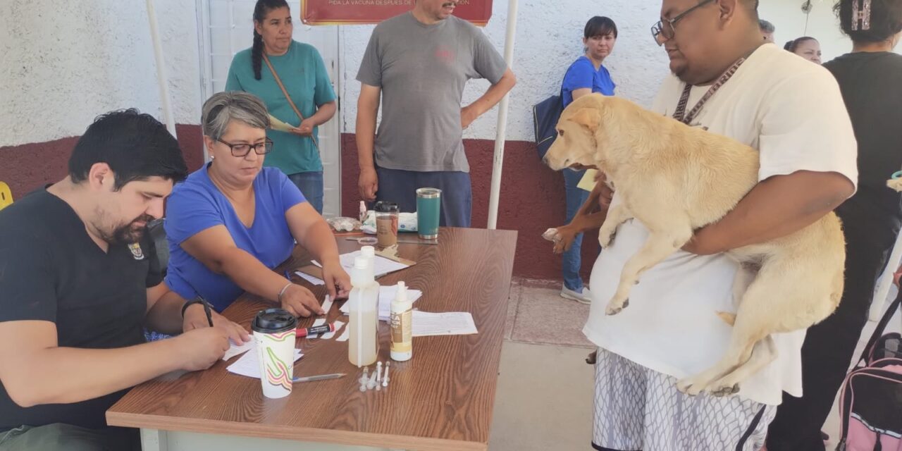 Continúa mañana programa de esterilización en Fovissste Chamizal