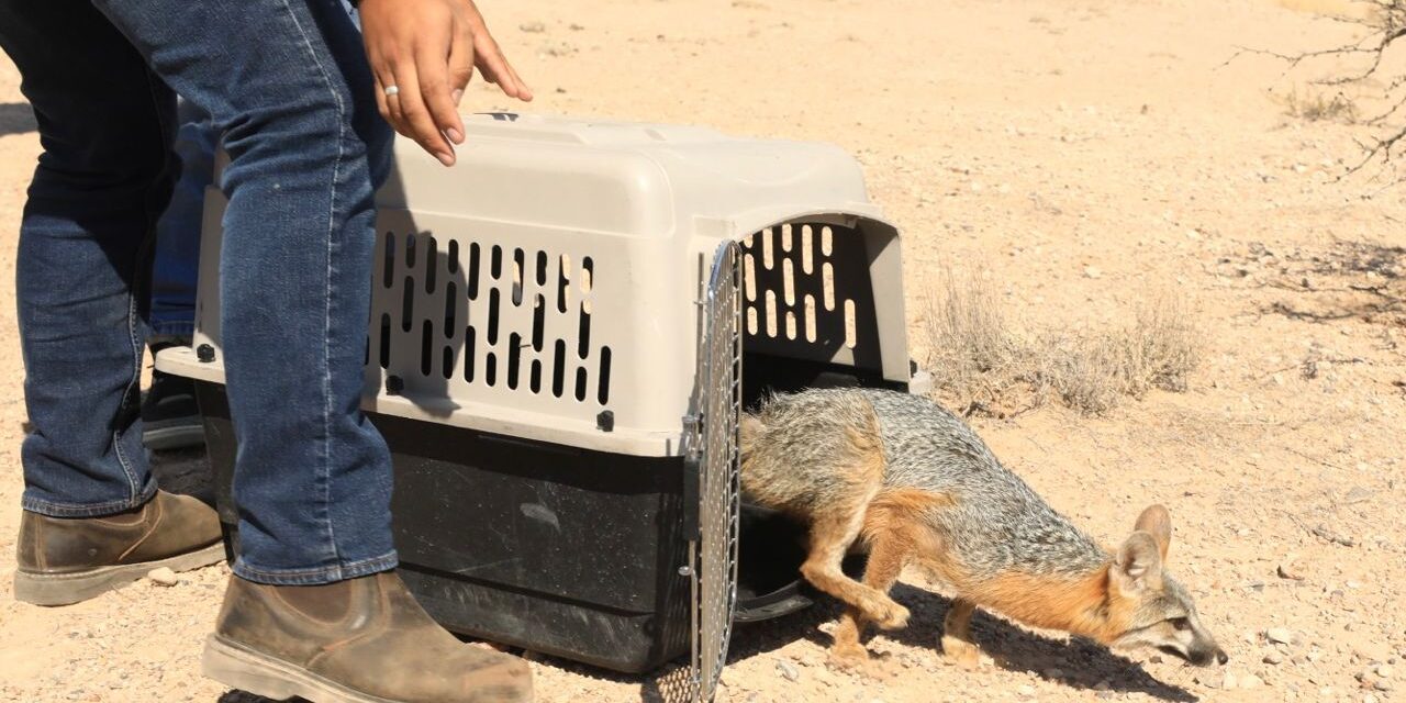 Libera Ecología zorro capturado cerca de puente internacional