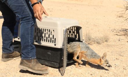 Libera Ecología zorro capturado cerca de puente internacional