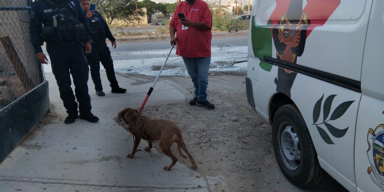 Rescatan la Policía Municipal y Ecología a tres canes abandonados