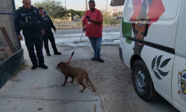 Rescatan la Policía Municipal y Ecología a tres canes abandonados