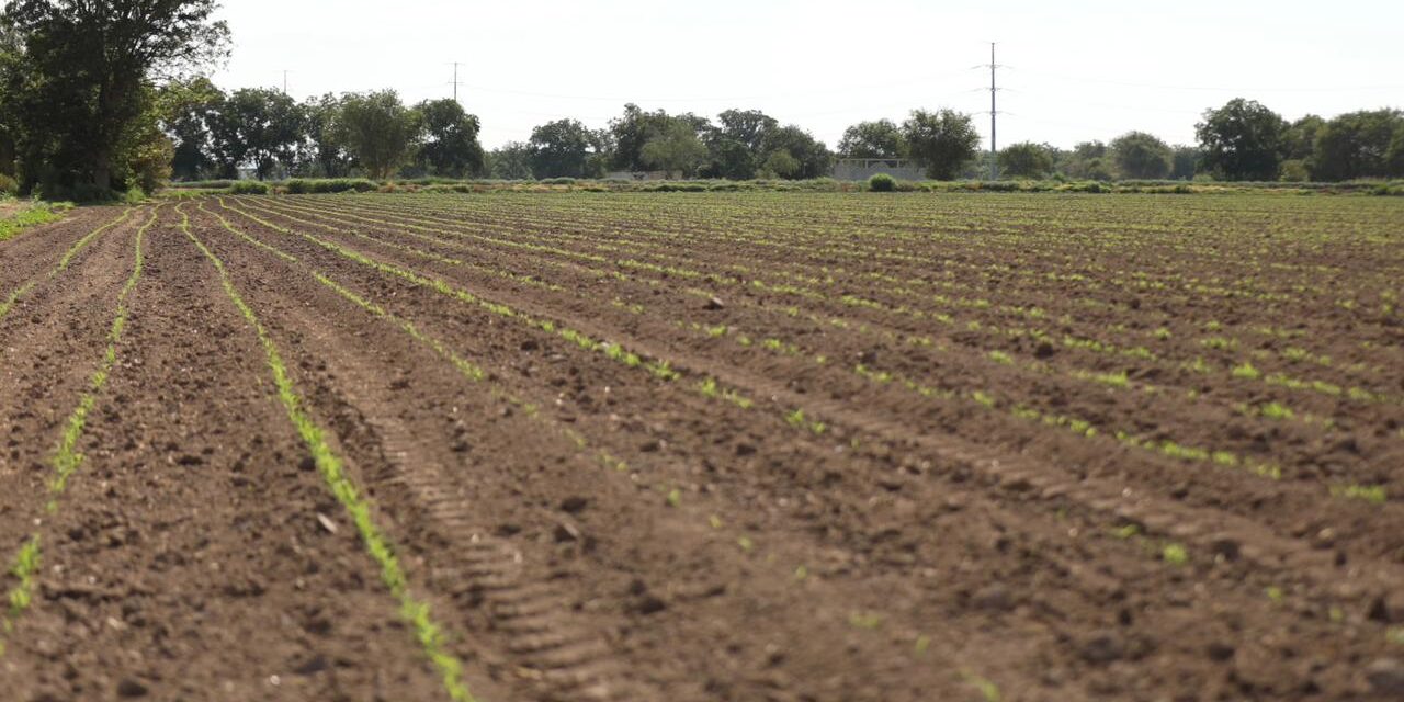 Aumentó la producción agropecuaria con apoyos que dio el Gobierno Municipal