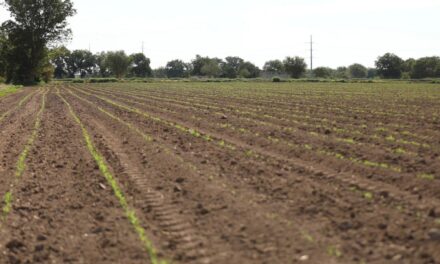 Aumentó la producción agropecuaria con apoyos que dio el Gobierno Municipal