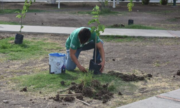 Plantan 35 árboles en la colonia Monumental
