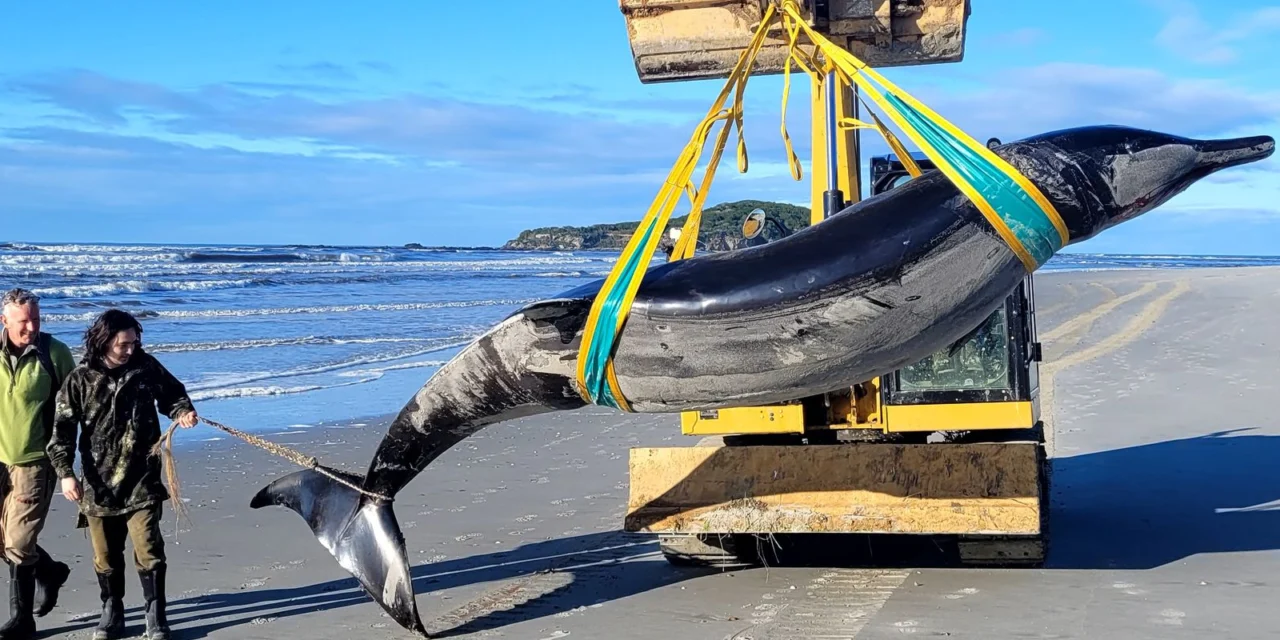 ¿Ha aparecido la ballena más rara del mundo en una playa?