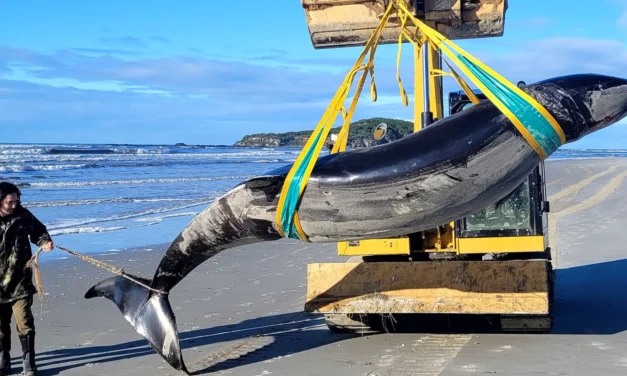 ¿Ha aparecido la ballena más rara del mundo en una playa?