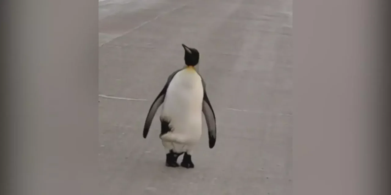 Un pingüino deambula por las calles de provincia de Argentina en medio del frío extremo