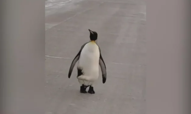 Un pingüino deambula por las calles de provincia de Argentina en medio del frío extremo