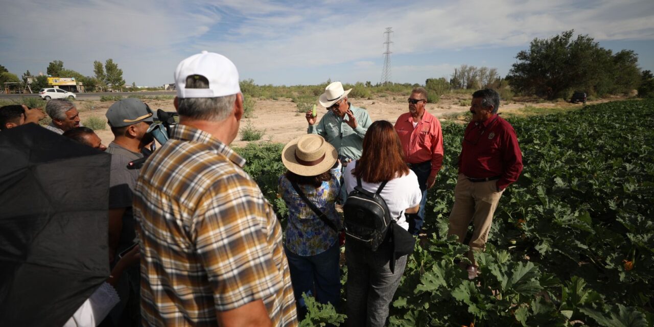 Se fortalecen campos de cultivo en Samalayuca gracias al “mejorador de suelo”