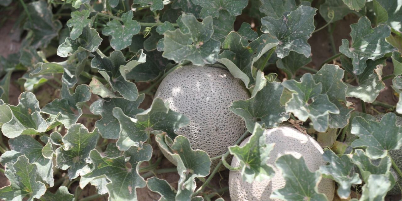 Se fortalecen campos de cultivo en Samalayuca gracias al “mejorador de suelo”