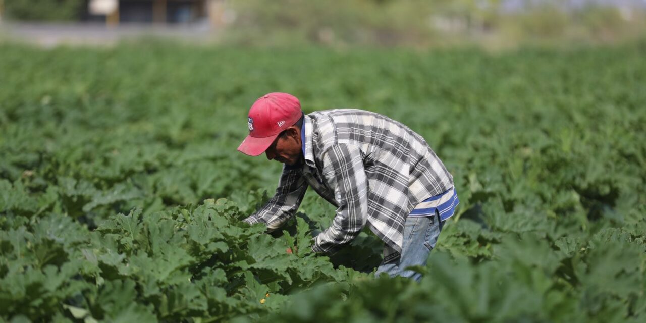 Se fortalecen campos de cultivo en Samalayuca gracias al “mejorador de suelo”