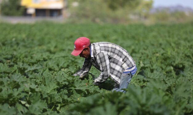 Se fortalecen campos de cultivo en Samalayuca gracias al “mejorador de suelo”