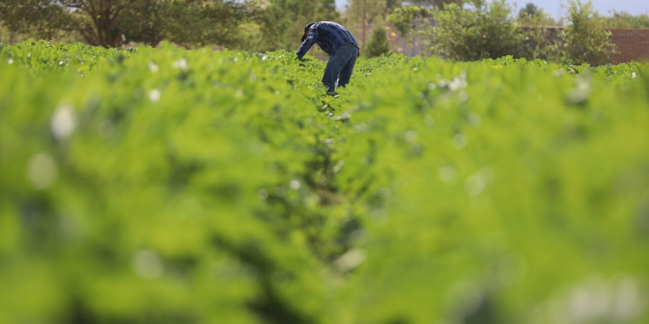 Se fortalecen campos de cultivo en Samalayuca gracias al “mejorador de suelo”