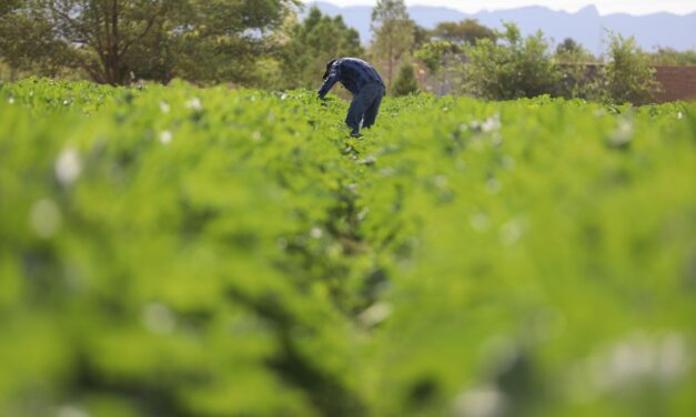 Se fortalecen campos de cultivo en Samalayuca gracias al “mejorador de suelo”