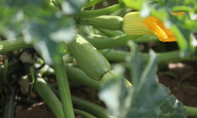 Se fortalecen campos de cultivo en Samalayuca gracias al “mejorador de suelo”